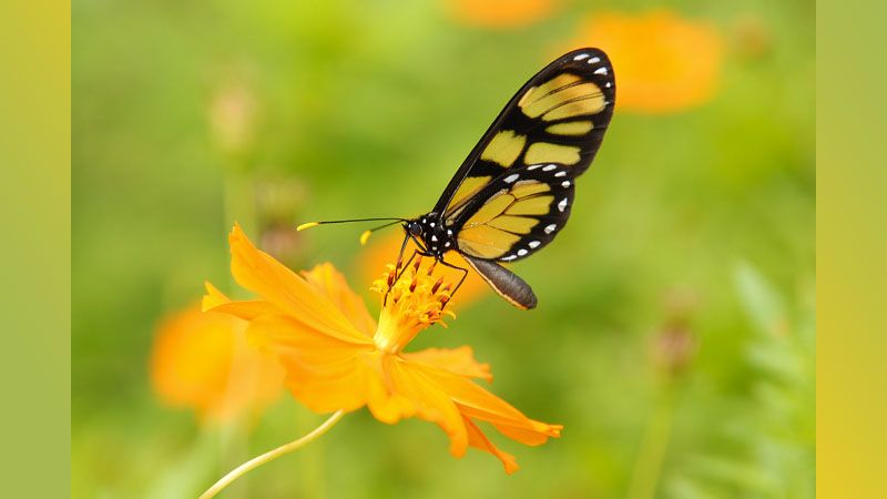 Iguazú - Mariposa Tigre