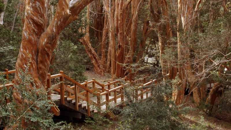 Bariloche - Bosque de los Arrayanes