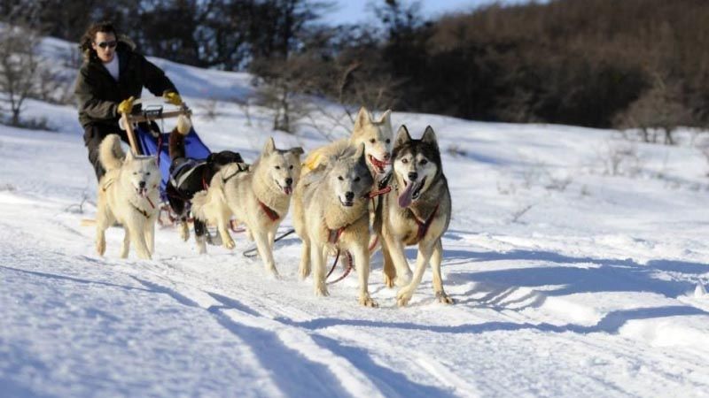 Ushuaia - Huskies