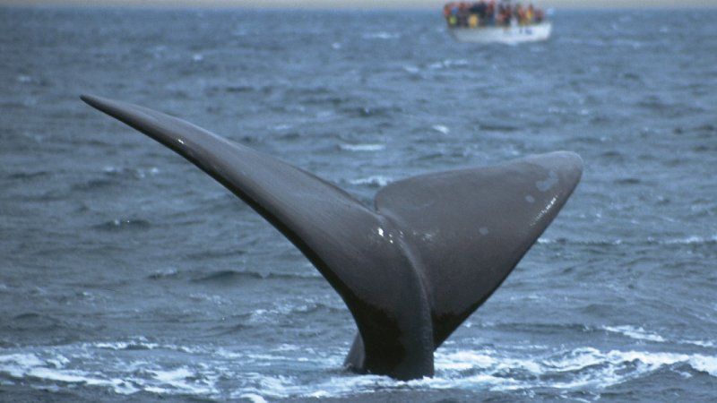 Puerto Madryn - Avistaje de Ballenas