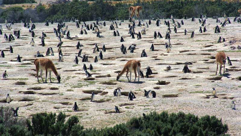 Puerto Madryn - Guanacos y Pingüinos