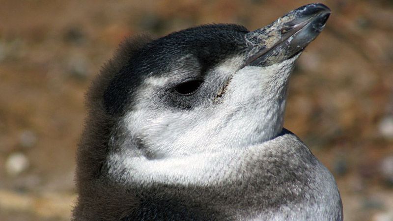 Puerto Madryn - Pingüino Juvenil