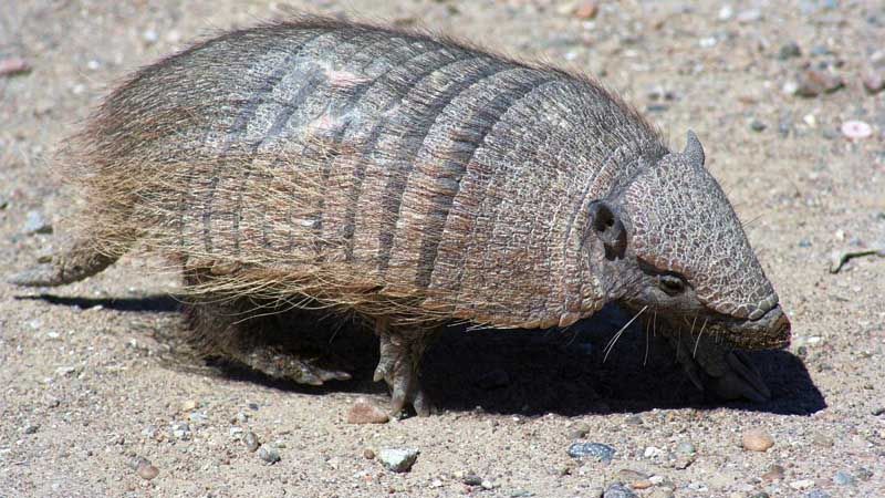 Puerto Madryn - Tatu