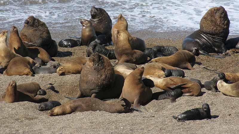 Puerto Madryn - Leones Marinos