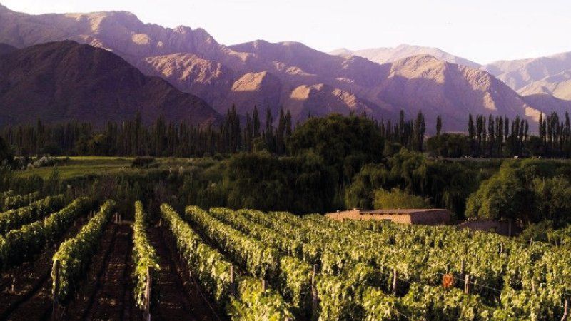 Cafayate - Viñedos