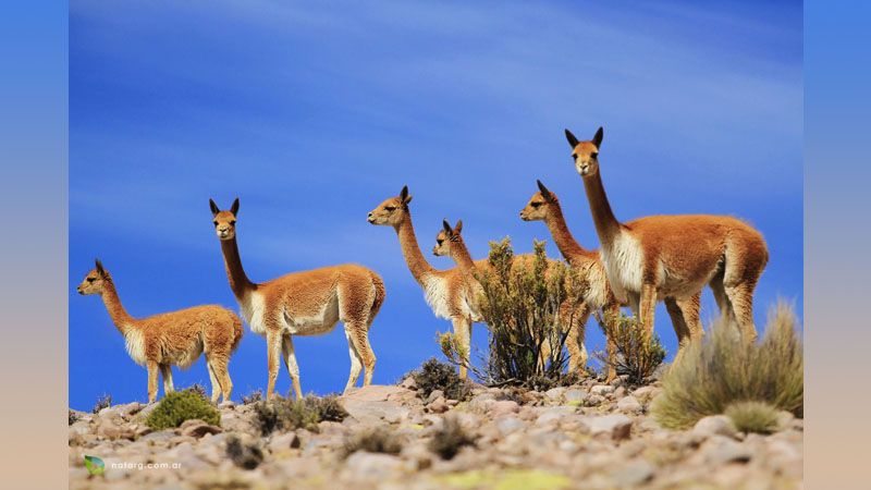 Cafayate - Llamas