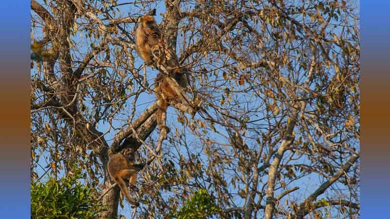 Esteros del Iberá - Avistaje de monos